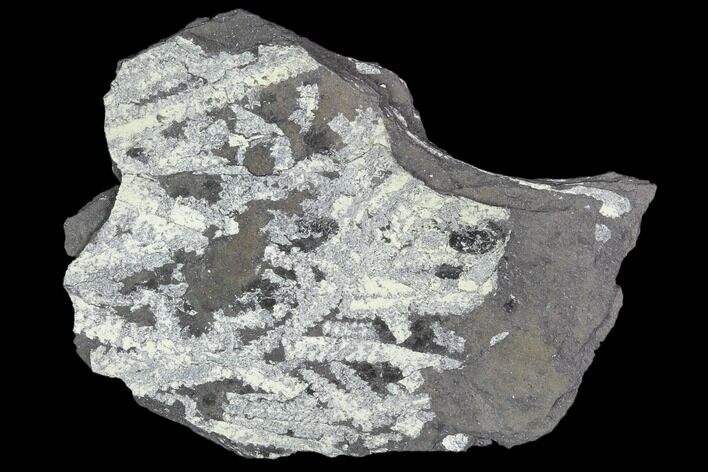 Fossil Graptolite Cluster (Didymograptus) - Great Britain #103419